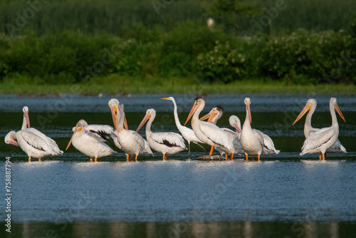 American White Pelican