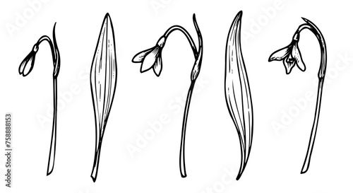 Snowdrops vector illustration. Spring blooming flowers. Linear drawing painted by black inks on isolated background. Floral set of plants in outline style. Botanical bundle with herbs and leaves.