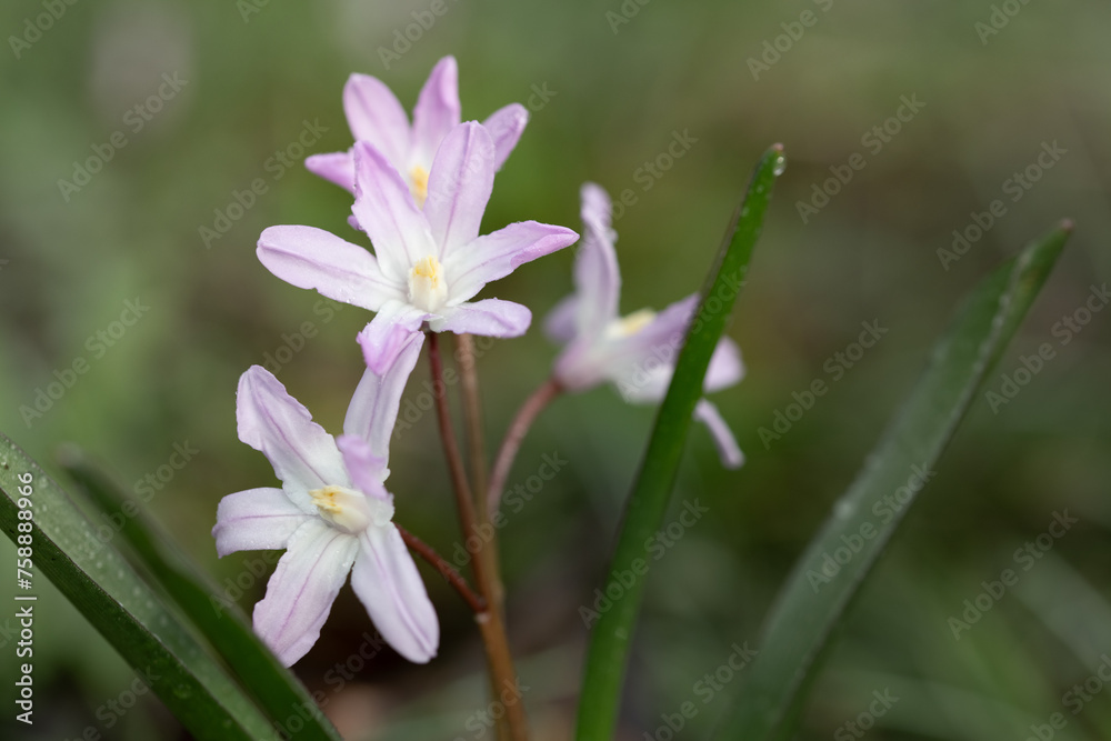 Small purple flowers with open blossoms (Chionodoxa luciliae), blooming in a meadow in spring. The plants are still damp from the dew. Small purple flowers with open blossoms (Chionodoxa luciliae), blooming in a meadow in spring. The plants are still damp from the dew.