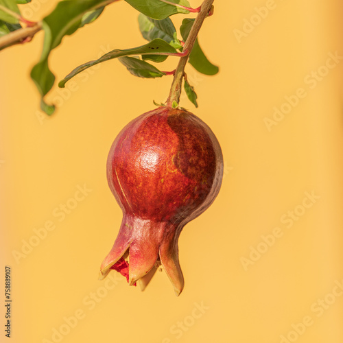 One small unripe fruit of pomegranate at orange background