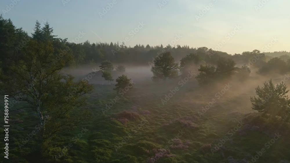 Aerial view of purple heather fields with fog at sunrise, Veluwe, Netherlands