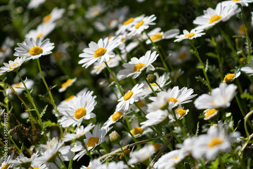 Field of white daisies in spring.
