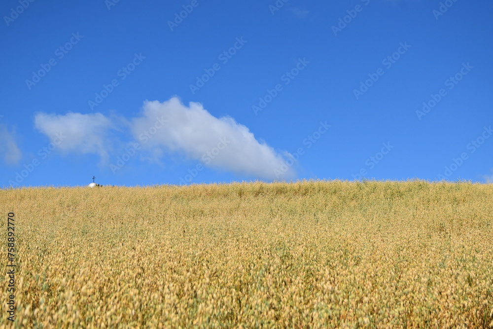 A field of oats under a blue sky, Sainte-Aolline, Québec, Canada