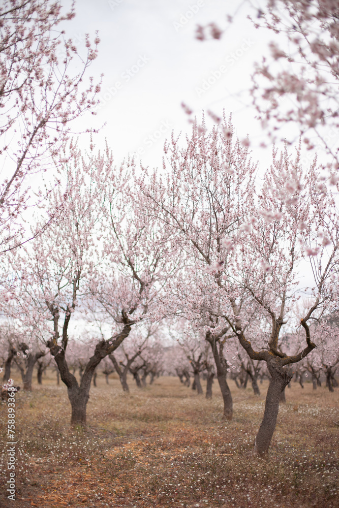 almond trees orhard in full bloom in spring. Pastel pink white blossom flowers on branches of tree. Hanami festival - watching blooming. almond trees orhard in full bloom in spring. Pastel pink white blossom flowers on branches of tree. Hanami festival - watching blooming.