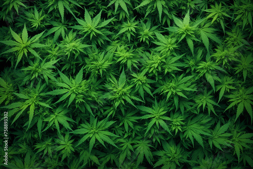 Green cannabis marijuana leaves foliage. Top view cannabis background leaves.