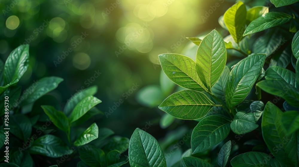 An idyllic view of a green leaf on a blurred background of greenery in a garden with sunlight, using as a background natural green plants landscape, eco-friendly, fresh wallpaper concept. - obrazy, fototapety, plakaty 