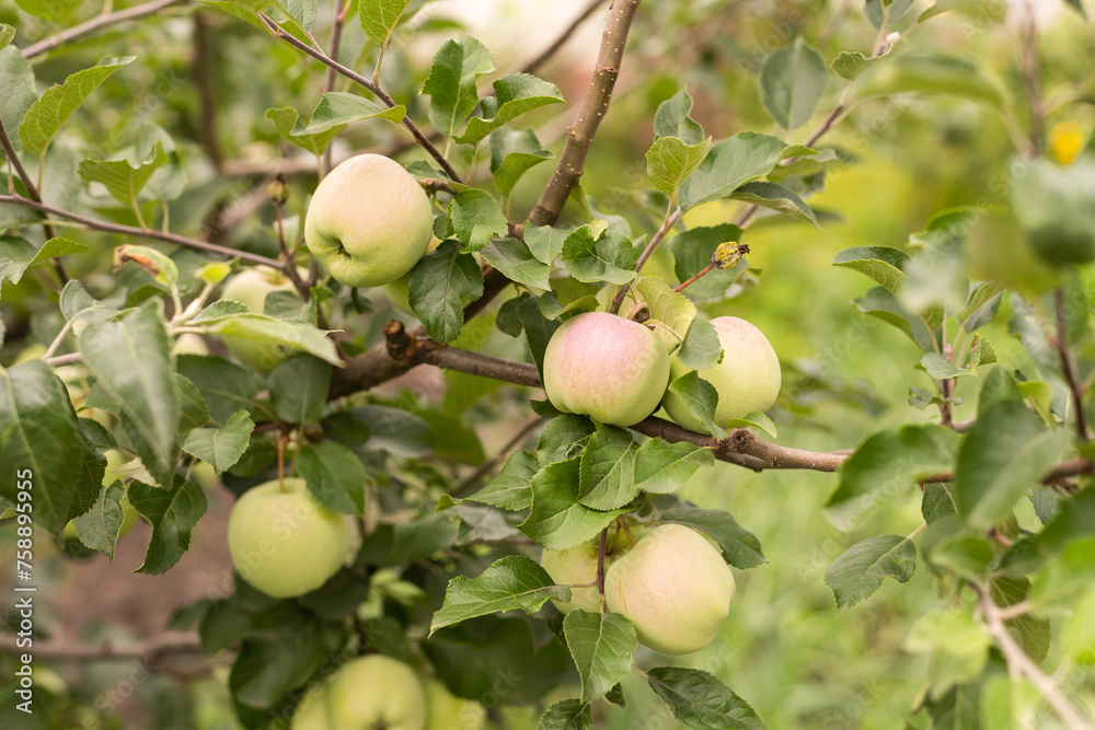 Autumn day. Rural garden. In the frame ripe red apples on a tree. Ukraine