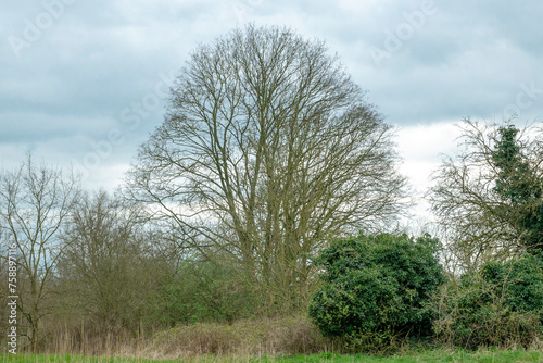 bare multi-stemmed ash tree and green shrubs in the flemish countryside - Fraxinus excelsior photo
