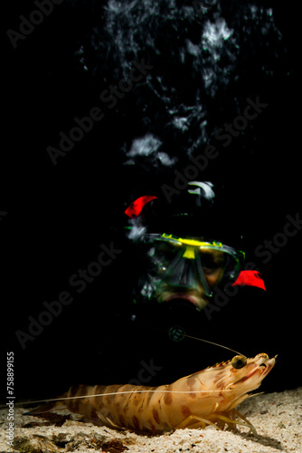 Capo Caccia, Alghero, Underwater view of a female scuba diver Sardinia Italy mazzancolla gambero reale, Penaeus kerathurus (Forskål, 1775)