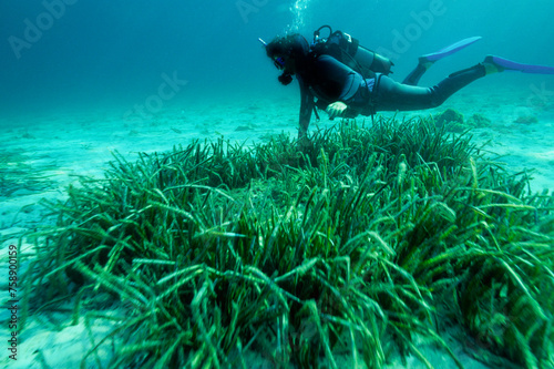 Fototapeta Naklejka Na Ścianę i Meble -  Capo Caccia, Alghero, Underwater view of a female scuba diver among Neptune seagrass (Posidonia oceanica) meadow Sardinia Italy