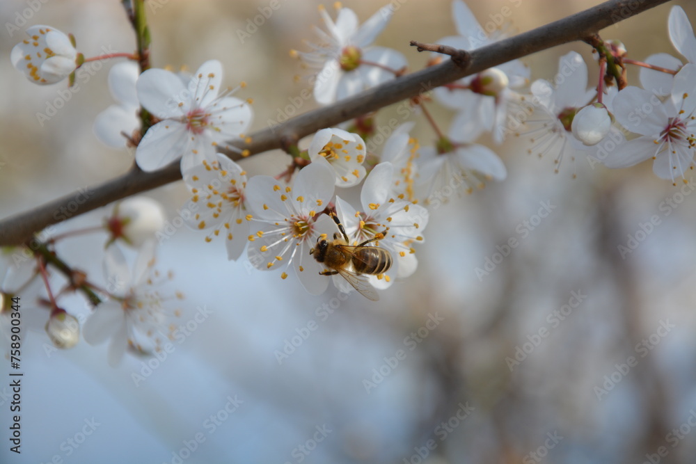 Obraz premium Biene auf Schlehenblüte