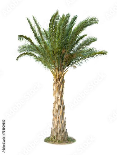 Konstfotografi Wild Date palm tree isolated