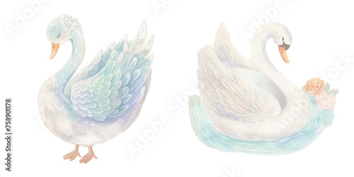 cute swan watercolour vector illustration
