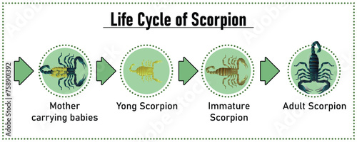 Scorpion Life Cycle object vector on white background.Isolated.for graphic design,education,science,agriculture and artwork. photo