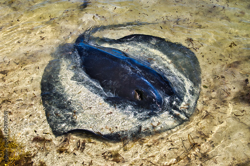 Large stingray with the upper part of his body out of the water at a shallow sandy beach, Hamelin Bay, Western Australia
 photo