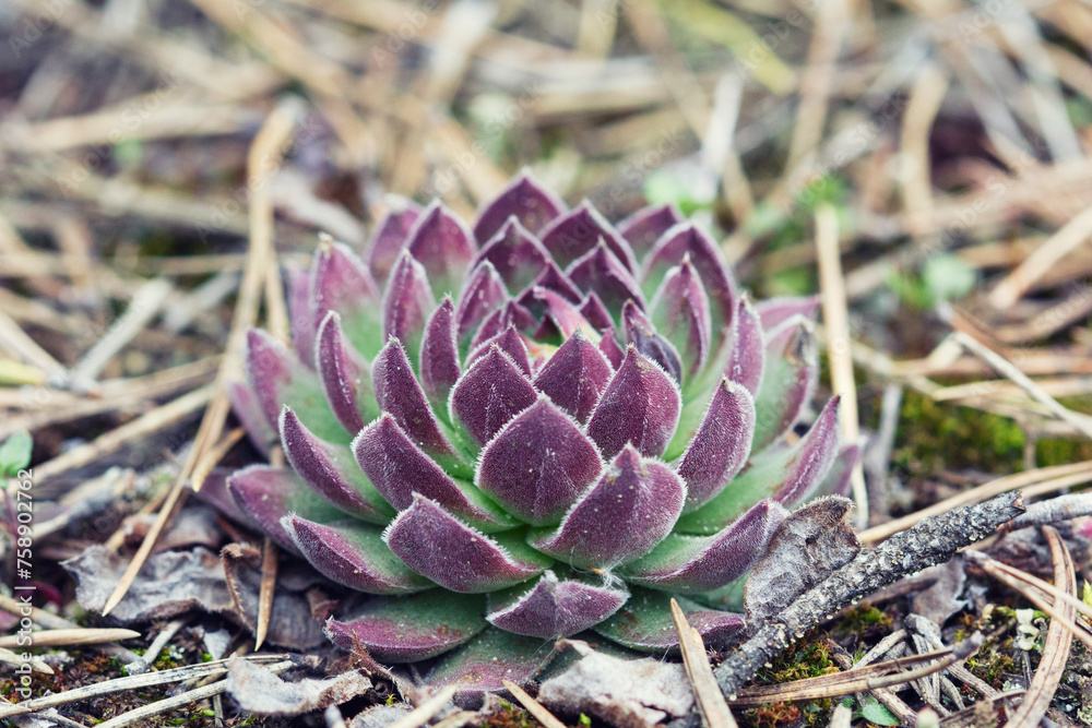Succulent plant grows in the forest, green plant. Succulent plant grows in the forest, green plant.