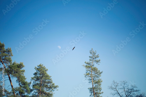 Blue sky, bird and moon, conifers in the forest.