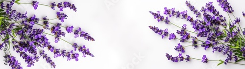 Close up of bouquet of violet purple lavendula lavender branches   Lavandula angustifolia   flowers herbs  isolated white paper texture table background banner panorama  top view
