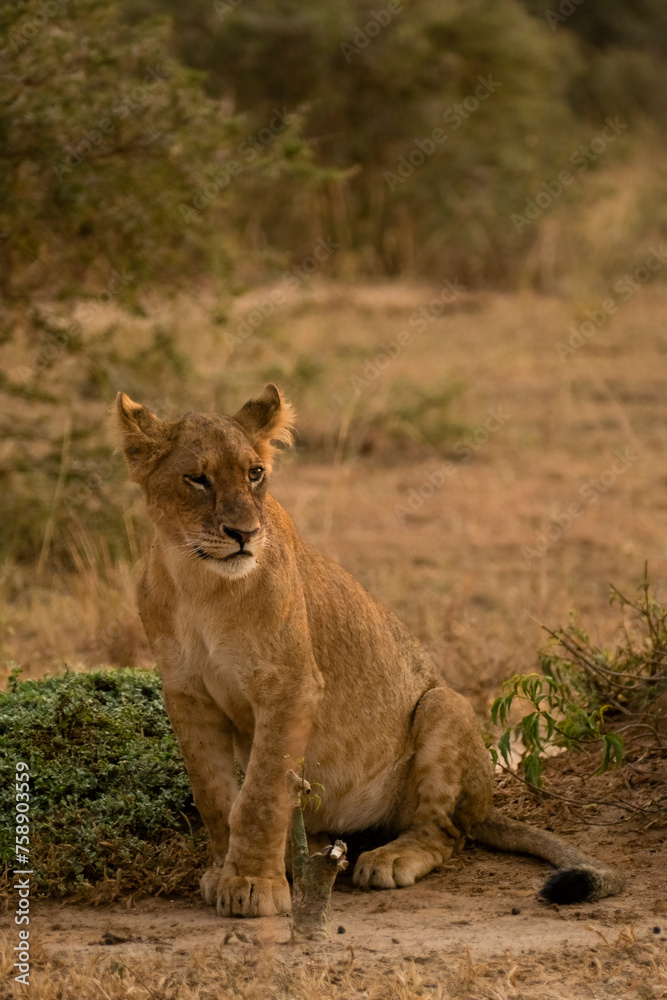Cool lion cub winking at the camera in the African sunset Cool lion cub winking at the camera in the African sunset