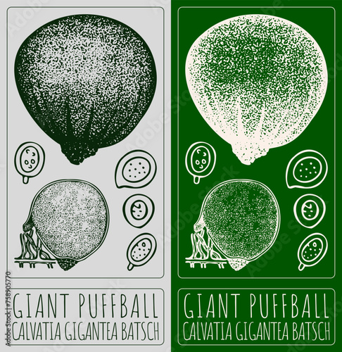 Vector drawing GIANT PUFFBALL. Hand drawn illustration. The Latin name is CALVATIA GIGANTEA BATSCH