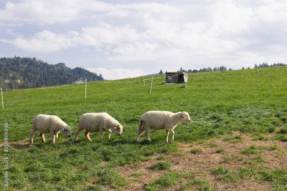 Fototapeta premium Sheep Grazing in a Green Meadow. Summer Mountain landscape