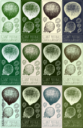Set of vector drawing GIANT PUFFBALL in various colors. Hand drawn illustration. The Latin name is CALVATIA GIGANTEA BATSCH.
