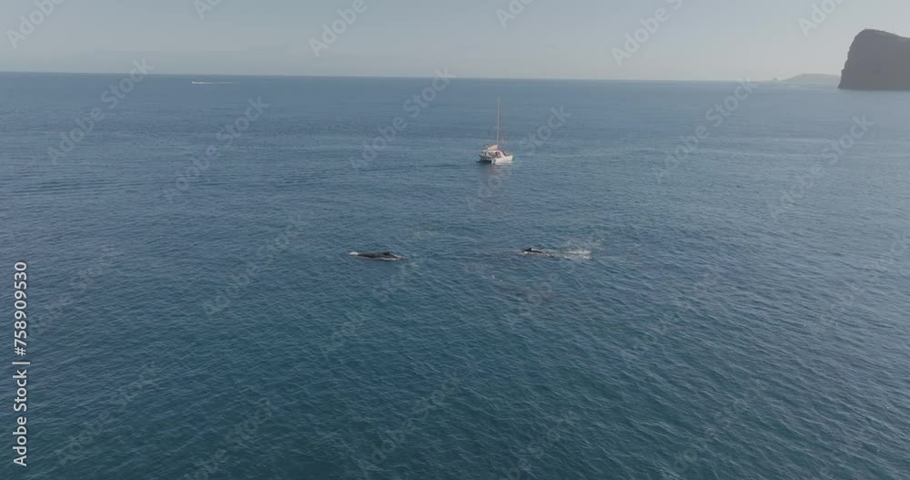 Aerial view of Humpback whales in the Atlantic Ocean, Azores, Portugal. Aerial view of Humpback whales in the Atlantic Ocean, Azores, Portugal.