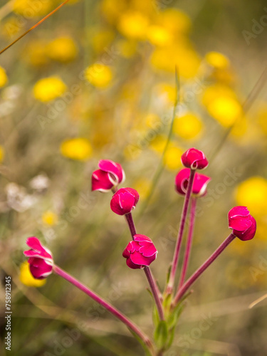 The closed pink flower buds of the strangely shaped Zaluzianskya microsiphon, commonly known as two-lipped drumsticks, against a yellow background of wild flowers in the Afromontane Grassland of the D photo