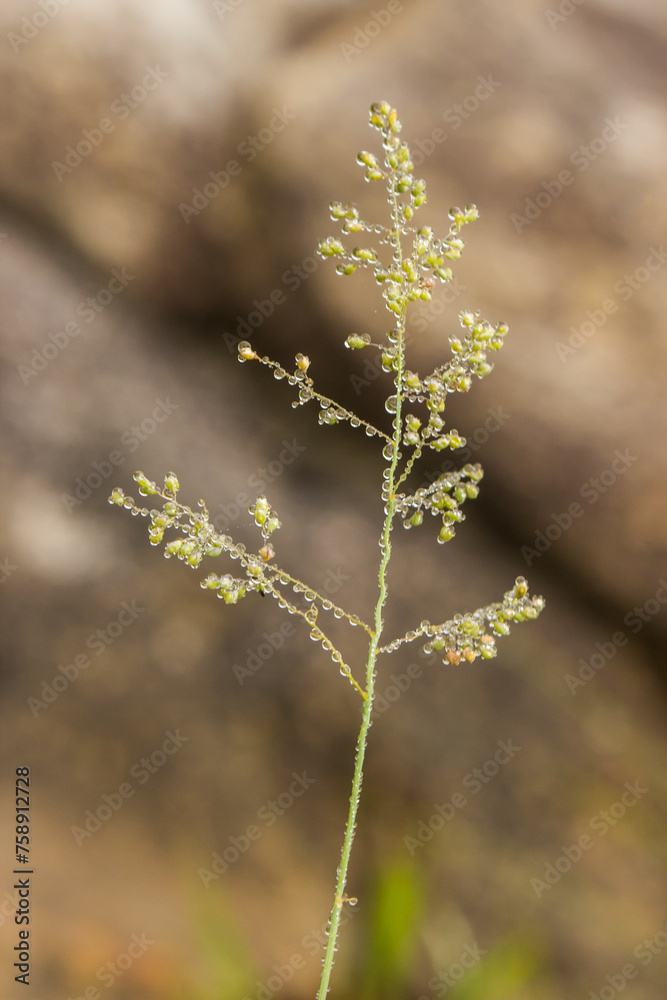 Delicate grass flowers, covered in dewdrops Delicate grass flowers, covered in dewdrops