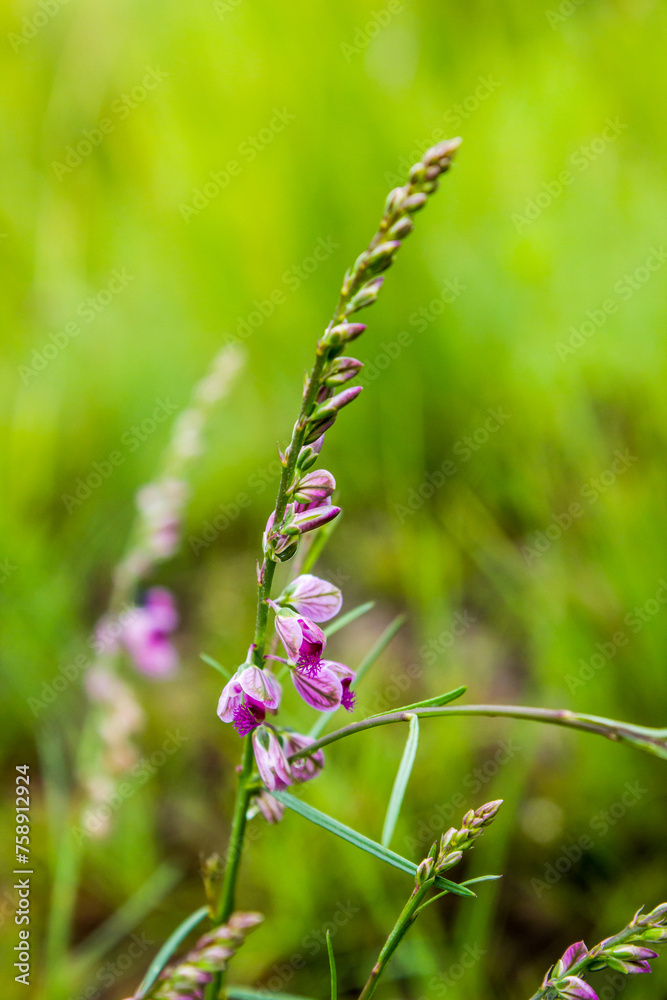 The delicate pinkish flowers of a Purple Broom, Polygala Virgata, in the Afroalpine grassland of the Golden Gate Highlands National Park The delicate pinkish flowers of a Purple Broom, Polygala Virgata, in the Afroalpine grassland of the Golden Gate Highlands National Park