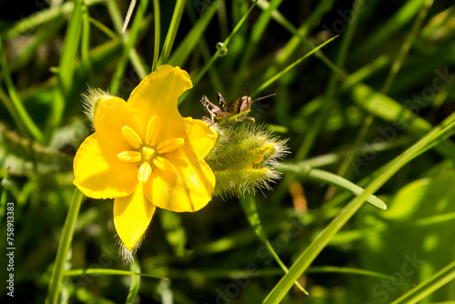 The Beautiful large yellow flowers of a Star flower, Hypoxis hemerocallidea, growing wild in the Grasslands of the Drakensberg Mountains of South Africa photo