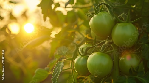 Growing green tomato harvest and producing vegetables cultivation. Concept of small eco green business organic farming gardening and healthy food