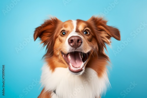 Happy funny excited little dog with long ears and wide open mouth on bright background  