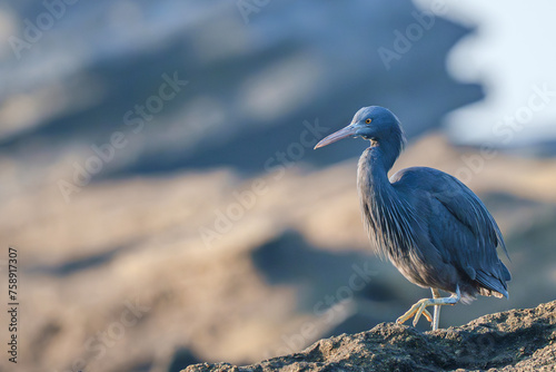 Pacific reef heron is waiting for small fishi pasing by 1