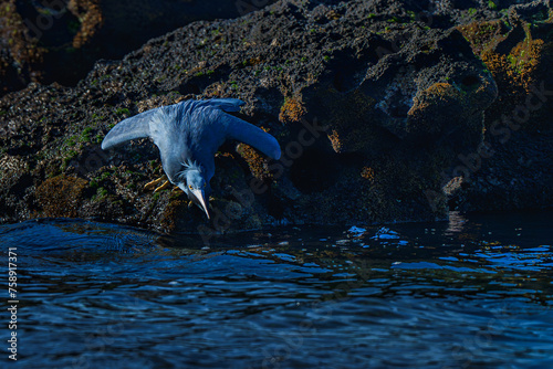 Pacific reef heron is waiting for small fishi pasing by 2