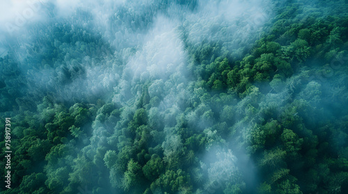 A dense forest with a thick layer of fog
