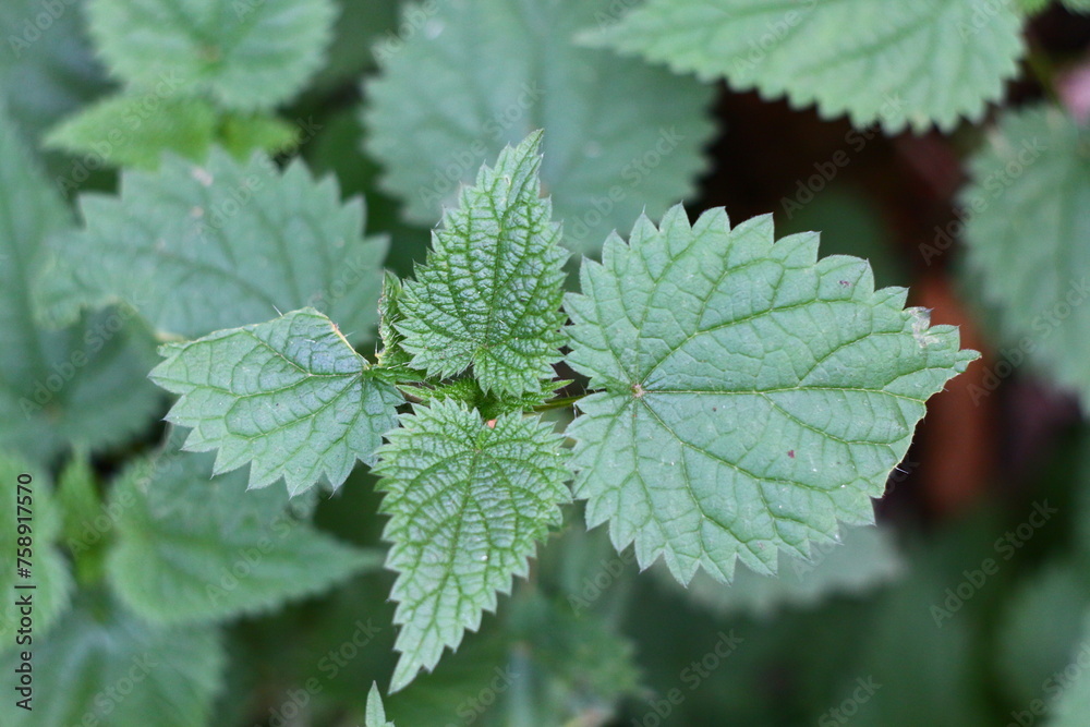 nettle nettle