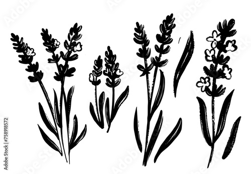 Lavender black vector sketch. Provence wild flower #758918572