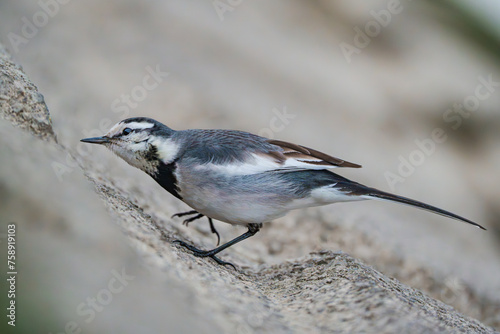 Black-backed Wagtail is looking for meal 1