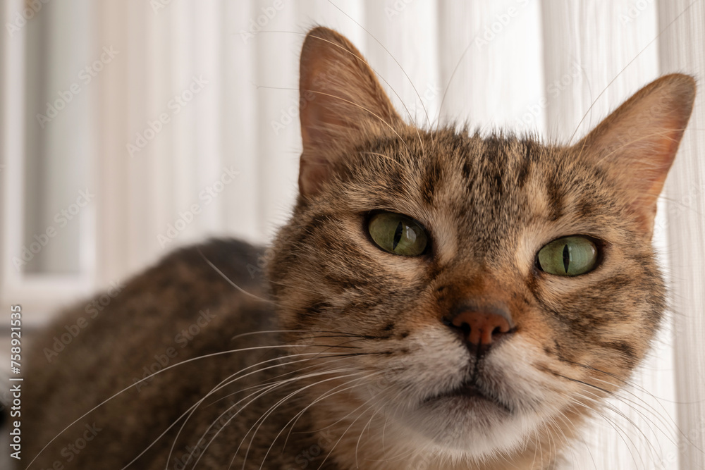 tabby cat with green eyes and close-up wide angle shot tabby cat with green eyes and close-up wide angle shot