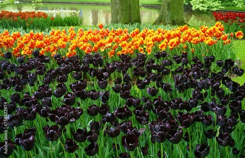 Photography field of tulips