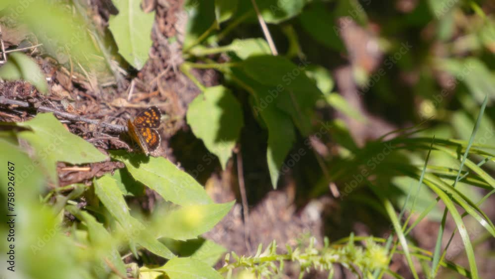 Orange and black pearl crescent butterfly in the garden. Slow motion, close up. Orange and black pearl crescent butterfly in the garden. Slow motion, close up.