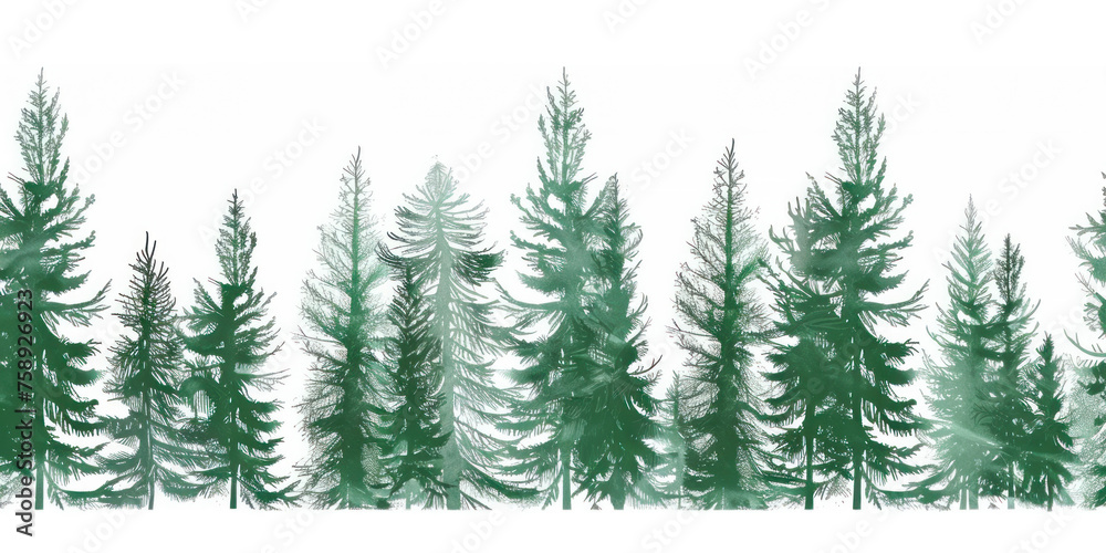 Monochrome green Illustration with high pines in fir trees forest on white background.