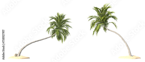 Coconut trees on transparent background, PNG file, 3d render