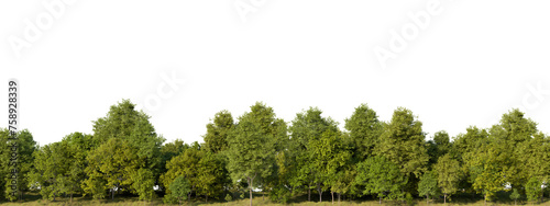 Green trees on transparent background, Forest trees, PNG file, 3d render