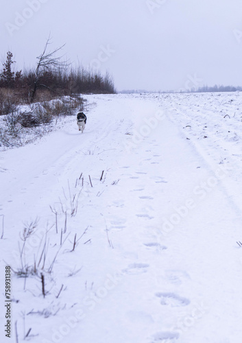 An exuberant canine sprints over a winter trail, its boundless energy captured in the snowy expanse. A joyful dog dashes through, eager footprints marking its journey. © Єгор Городок