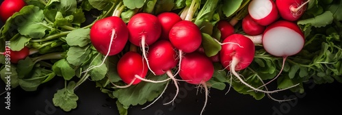 Fresh red radish vegetables background, banner, texture top view. Red radish closeup with water drops. Greenery banner