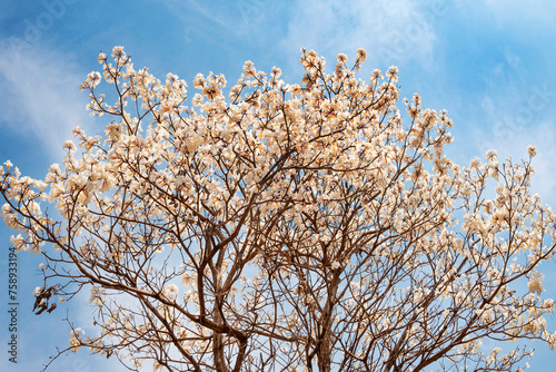 Flowers of the Tabebuia roseo-alba, known as white ipê, ipê-branco or lapacho  blanco, it  is a tree native to Cerrado and Pantanal vegetation in Brazil, Brasilia, Brazil, June 2023 photo