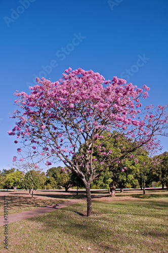 Flowers of the Pink Ype, Tabebuia impetiginosa , known also as lapacho pink,  is a tree native to Cerrado and Pantanal vegetation in Brazil, Brasilia, Brazil, June 2023 photo