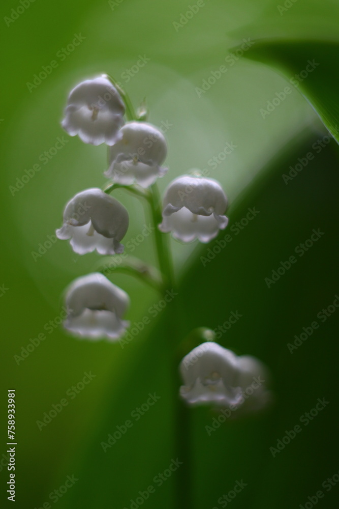 water drops on a green leaf